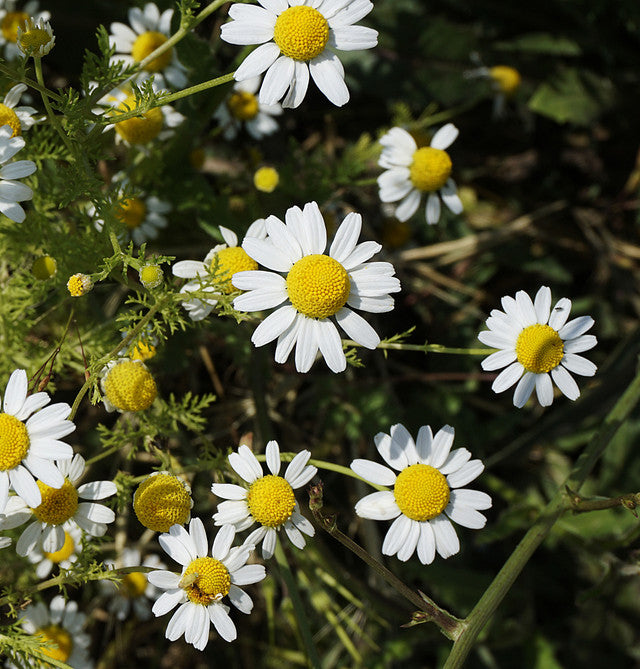 Chamomile